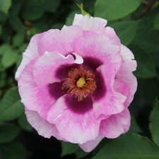 T&M Rose Blue Eyes Easy Grow