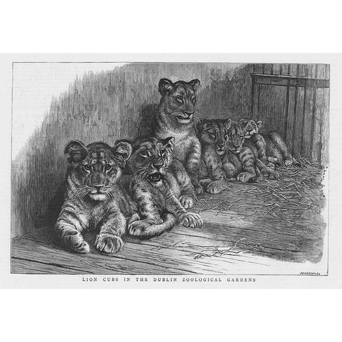 Tiger cubs the dublin - cubs, in