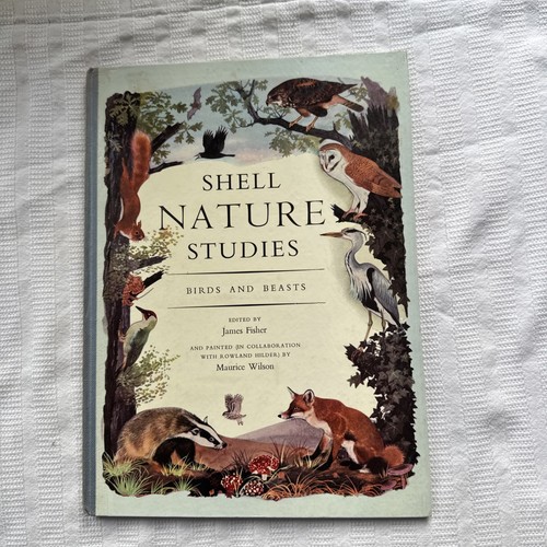 Shell nature studies birds - shell,