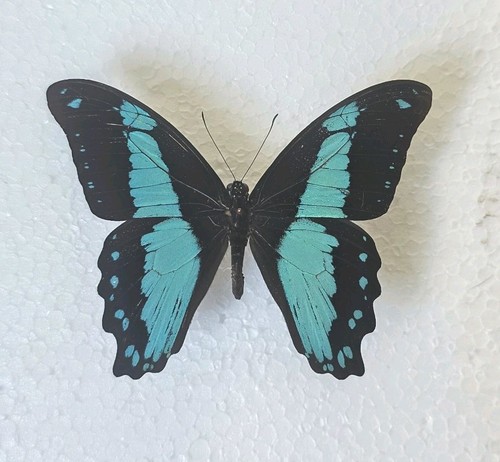Papilio bromius set specimen - papilio,
