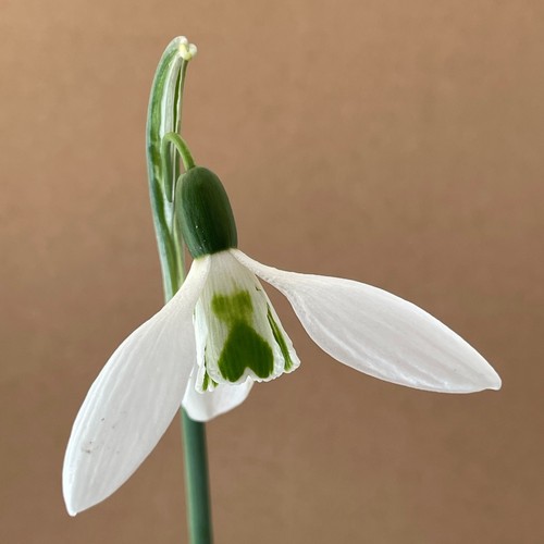 Galanthus elmley lovett - galanthus,