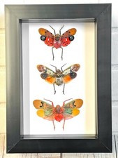Lantern Fly Collection Deep Box Frame Display Case Insect Planthopper Cicada Bug