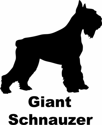 Giant schnauzer - giant,