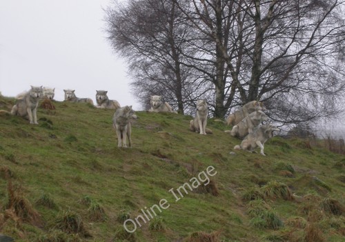Photo 6x4 wolf enclosure - 6x4,