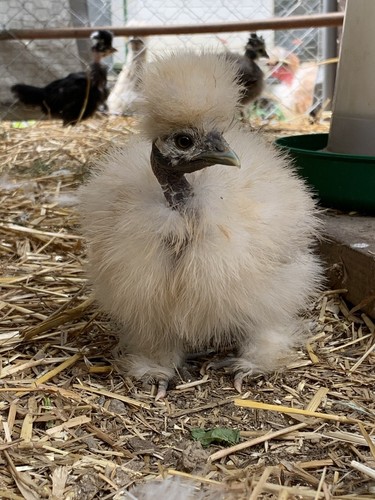Fertile silkie - (+2,
