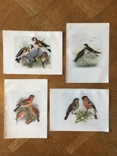 Lot of 4 Antique British Bird Prints by H.E Dresser c1907. Book Plates. 