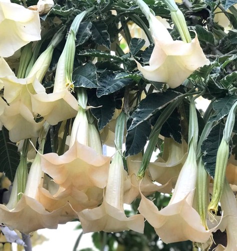 Brugmansia arborea white - arborea,