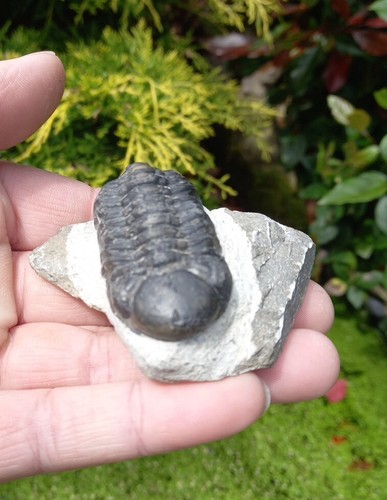 Fossil trilobite phacops - fossil,