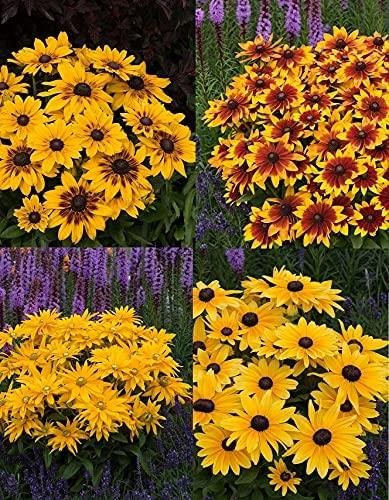 Rudbeckia sunbeckia mixed - 'sunbeckia',