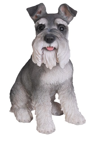 Miniature schnauzer dog - schnauzer,