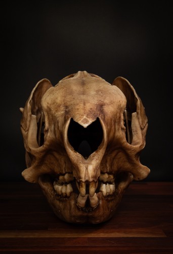 Procoptodon goliath skull - goliath,
