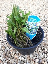 6 x Myosotis palustris + round