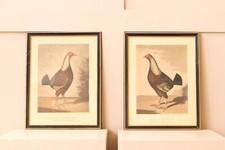 A rare pair of very well framed cock fighting lithographs from CR STOCK