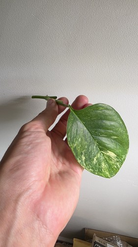 Monstera lechleriana albo snip - lechleriana,
