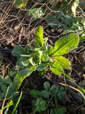 5 x Forget Me Not Plants.  Will Flower Spring 2026. Garden