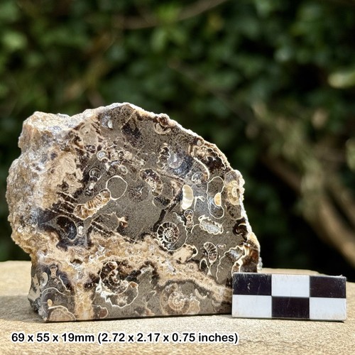 Promicroceras ammonite fossil - promicroceras,