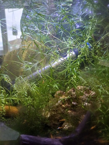 Snail free guppy - free,