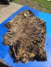 Raw Unwashed Rare Sheep Fleece