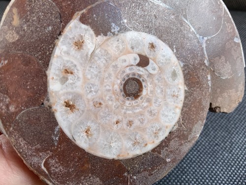 Polished goniatite - polished,