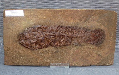 Eocene fossil fish cyclurus - eocene,