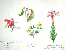 Original Old Vintage Print Townsend Wild Flowers 1933 Crassula Sweet Scented