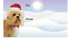 Dandie Dinmont Terrier Dog Christmas Labels by Starprint - No 3