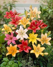 Lilium - ASIATIC HYBRID -