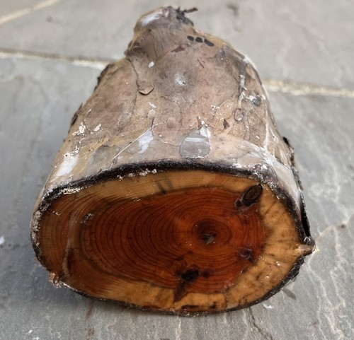 English yew woodturning wood - yew, woodturning/wood
