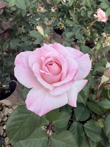 Dearest pamela pink white - dearest,