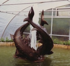 1970s Dolphin Fountain Water