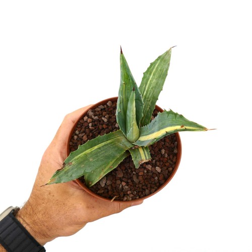 Agave americana striata - americana,