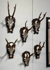 Taxidermy Roe Deer Skull Hunting Trophy Antlers