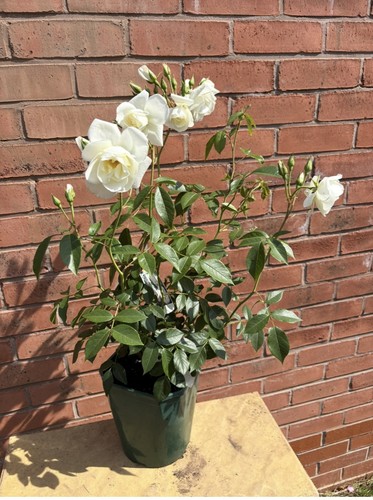 Floribunda rose plant - floribunda,