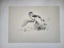 Vintage Pencil Drawing Print