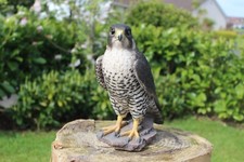 Vivid Arts Peregrine Falcon Highly Detailed Garden Ornament