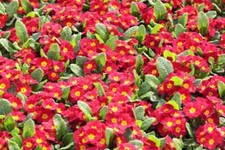 PRIMULA MALA RED GL 100 SEEDS
