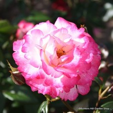 Handel - Climbing Rose FREE