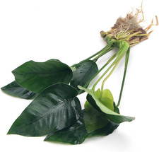 Anubias barteri var nana - var,
