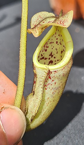 Nepenthes burbidgeae seed - -,