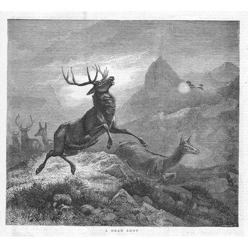 Stag hunting dead shot - hunting,