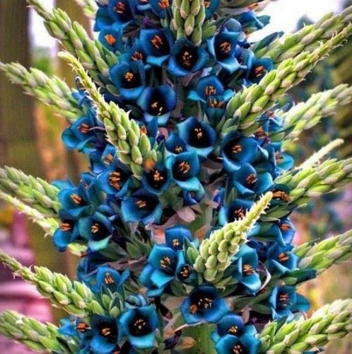 Puya alpestris sapphire tower - puya, alpestris,