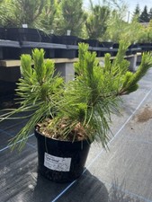 Japanese Red Pine 'Low Glow'