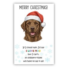 Chesapeake Bay Retriever Dog