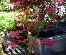Japanese Maple "Deshojo" Acer