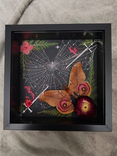 Madagascan bullseye moth - madagascan,