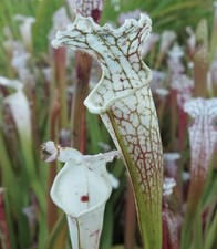 Sarracenia Leucophylla Var