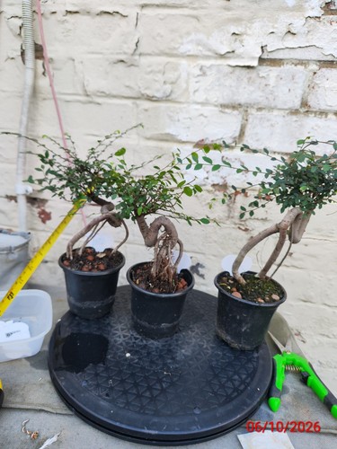 Chinese elm - chinese,