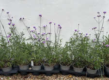 Verbena Bonariensis Plant