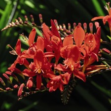 T&M Crocosmia Lucifer Hardy