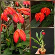 Masdevallia Ignea. Beautiful
